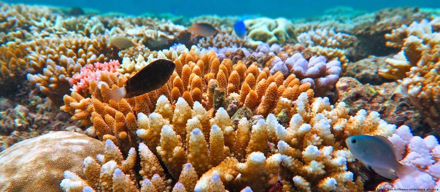 Australia. Great Barrier Reef