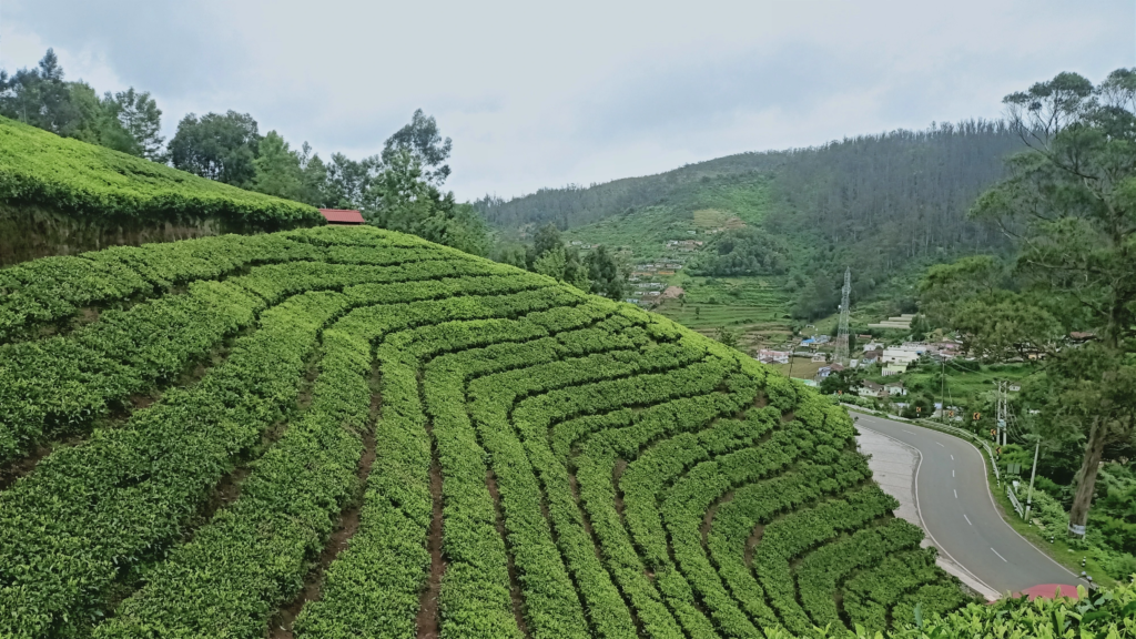 Ooty Crown Jewel Of The Nilgiris: उटी निलगिरीचा मुकुट रत्न उटीला राणी हिल स्टेशन देखील म्हणतात